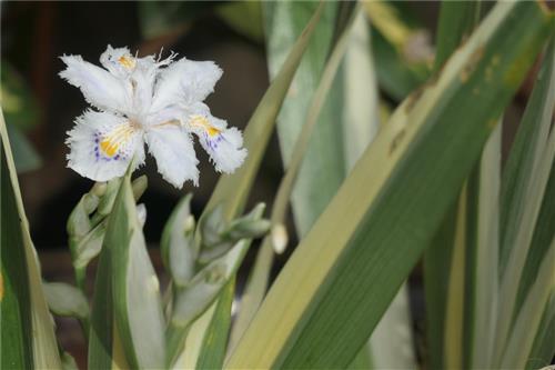 I. japonica variegata